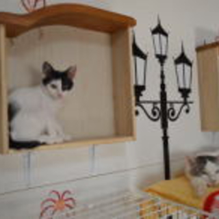 シェルター入口に捨てられていた「まる」ちゃん♀