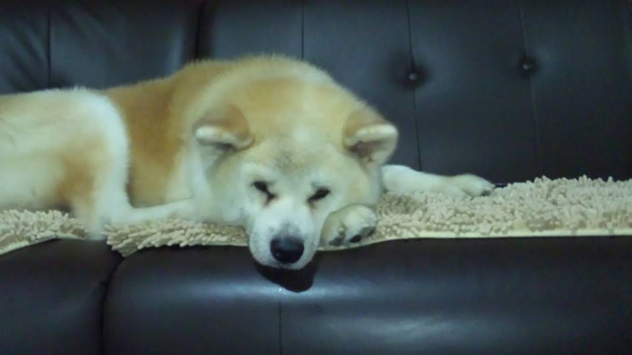 非常に大人しい秋田犬 ジ 大阪府 犬の里親募集 ペットのおうち 月間利用者150万人