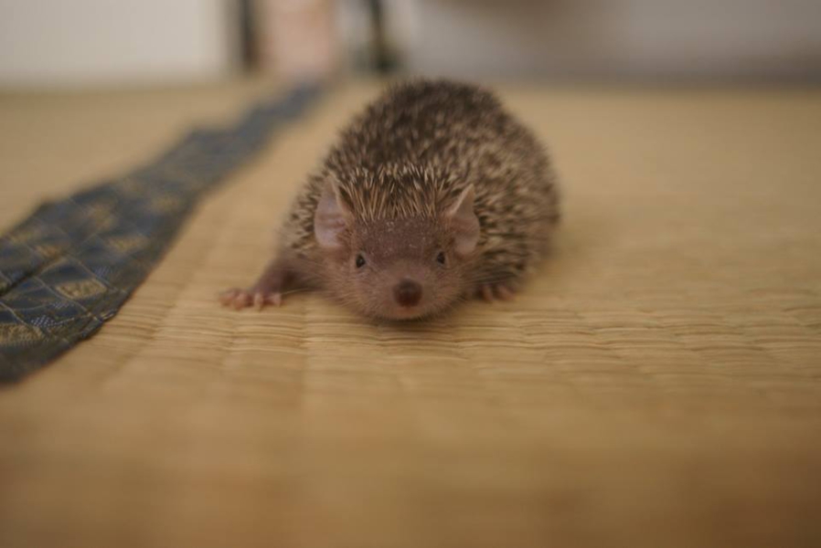 ヒメハリテンレックベビー 岐阜県 小動物の里親募集 ペットのおうち 月間利用者150万人