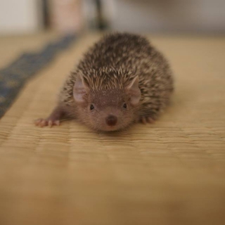 ヒメハリテンレックベビー９匹の里親さん募集です