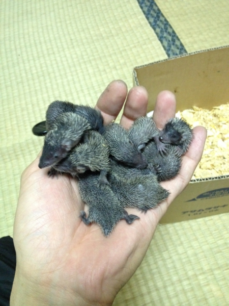 ヒメハリテンレックベビー 岐阜県 小動物の里親募集 ペットのおうち 月間利用者150万人