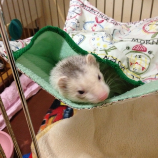 大切に育ててくださる方