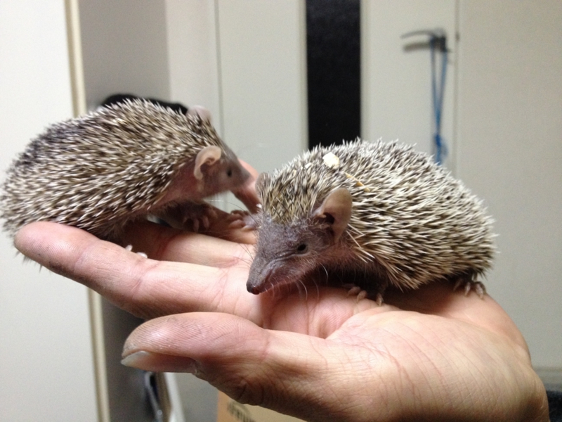 ヒメハリテンレックベビー 岐阜県 小動物の里親募集 ペットのおうち 月間利用者150万人