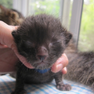 赤ちゃん黒猫　ぼくくん　授乳中