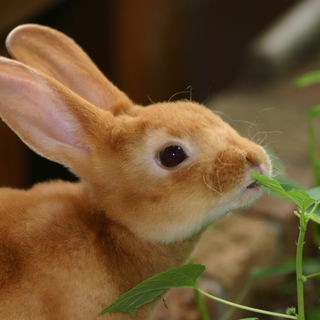 ミニレッキスの赤ちゃん