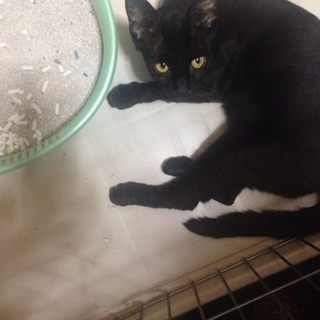 里親募集中