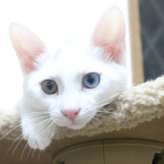 オッドアイのハンサムにゃんこ