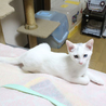 オッドアイのハンサムにゃんこ サムネイル4