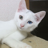 オッドアイのハンサムにゃんこ サムネイル5