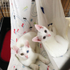 オッドアイのハンサムにゃんこ サムネイル2