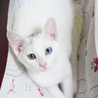 オッドアイのハンサムにゃんこ サムネイル6