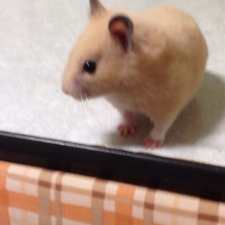 里親様、決定致しました！