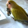手乗りコザクラインコ サムネイル2