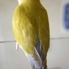 手乗りコザクラインコ サムネイル3