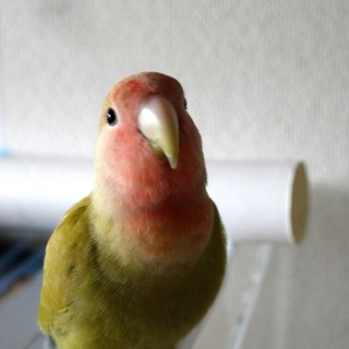 手乗りコザクラインコ