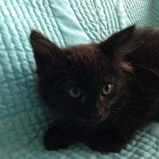 元気いっぱい子猫の里親さん募集中