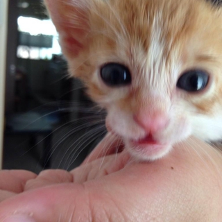 生後約1ヶ月の茶とら兄弟♡