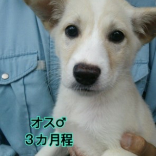 期限がきます！３ヵ月のオスとメスです！