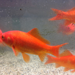 成長した小赤（13匹）