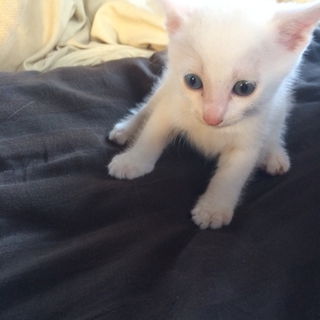 pet2014-08-06-5-