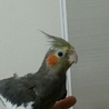 オカメインコ サムネイル2