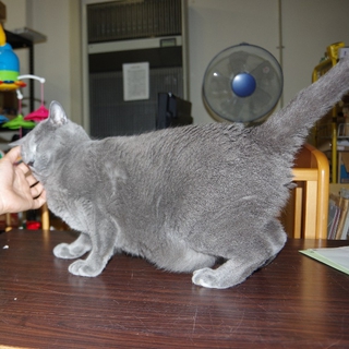 人懐っこいロシアンブルー（オス）成猫