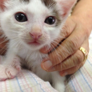 子猫の兄妹里親募集！