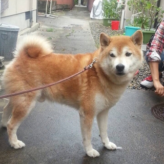 柴犬まだまだ元気な7歳☆