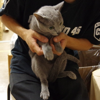 少し小さいロシアンブルー（メス）成猫