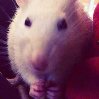 ラットちゃん二匹里親募集