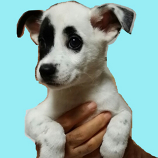とても人懐こいかわいい白黒の２．５か月の子犬