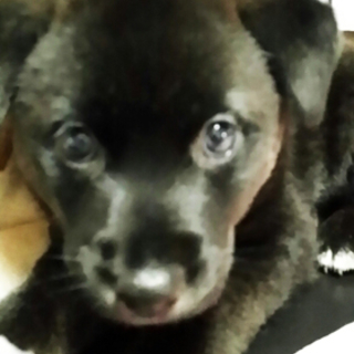 可愛い黒い1.5か月の子犬