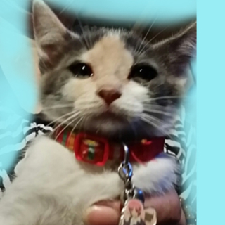 薄い三毛の可愛い２．５か月のメスの子猫
