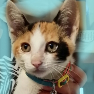 綺麗な三毛猫の2.5か月の女の子