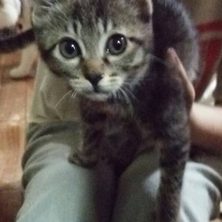 遊びた盛りの子猫ちゃん。