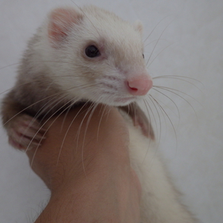 フェレット里親決定