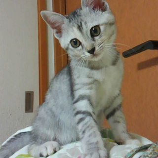 【4ヶ月】避妊手術済みリリィちゃん