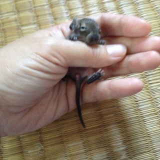 デグー