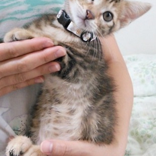 山猫のような毛色の男の子★盛岡４きょうだい