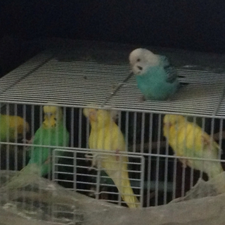 セキセイインコの里親募集中です！