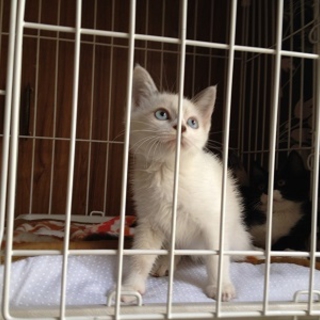 警戒中☆はるちゃん♀