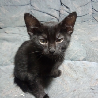 生後2ヶ月の黒猫くんたち