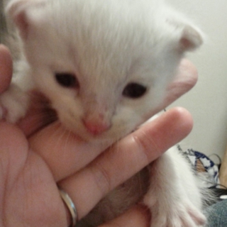 白い子ネコ 保護しました