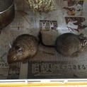 デグー　里親募集　オス メス