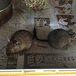 デグー　里親募集　オス メス