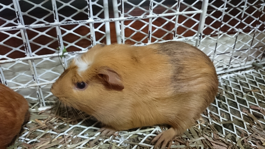 モルモットの里親募集 サムネイル2