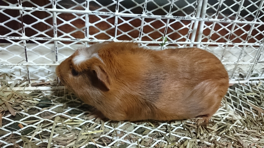モルモットの里親募集 サムネイル3