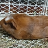 モルモットの里親募集 サムネイル3