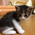 べっぴん兄弟の子猫ちゃん