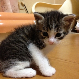 べっぴん兄弟の子猫ちゃん